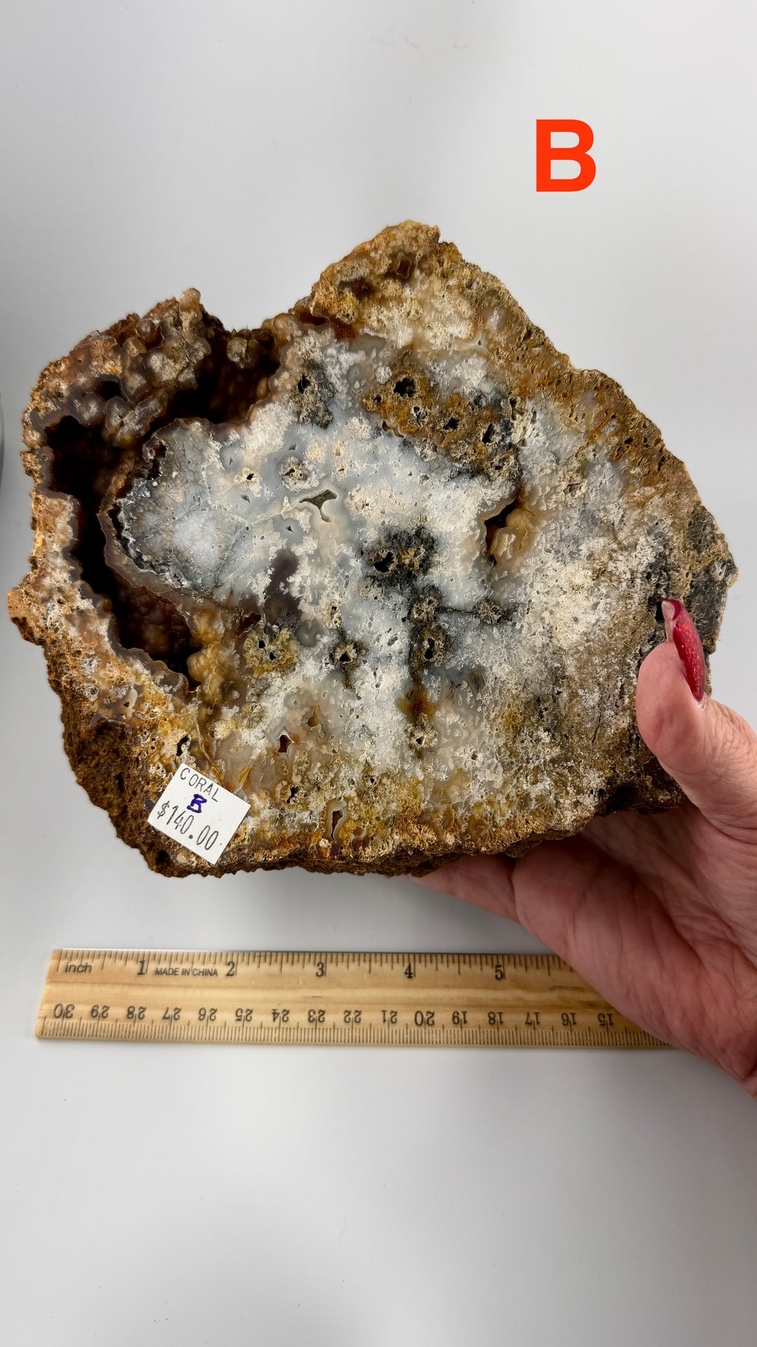 Fossil Coral Specimens (Large)-Earth Fairy Holistics