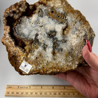 Fossil Coral Specimens (Large)-Earth Fairy Holistics