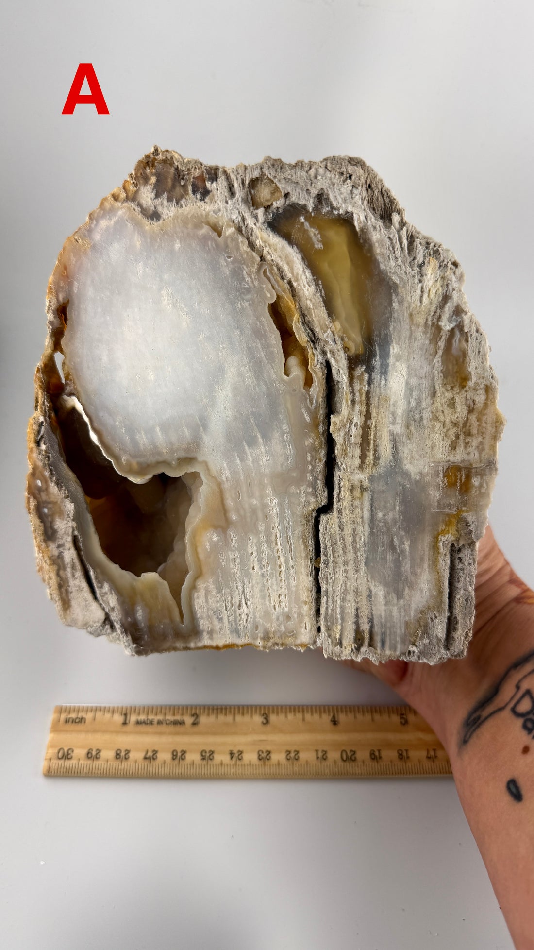 Fossil Coral Specimens (Large)-Earth Fairy Holistics