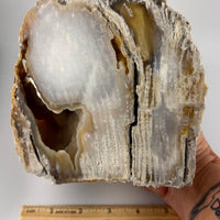 Fossil Coral Specimens (Large)-Earth Fairy Holistics