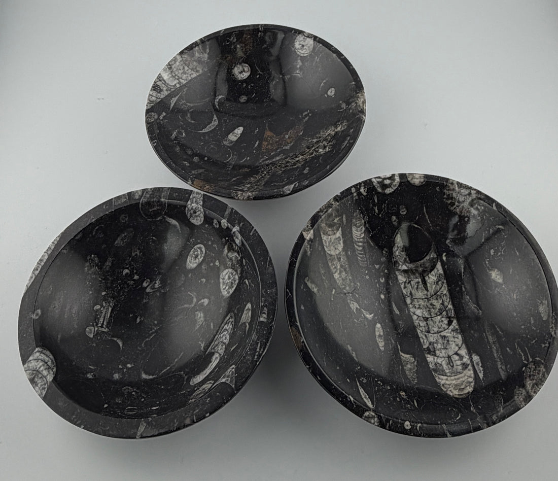 Orthoceras Fossil Bowls-Earth Fairy Holistics