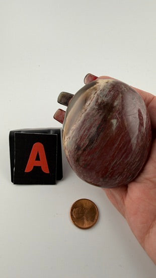 Petrified Wood Palm Stones-Earth Fairy Holistics