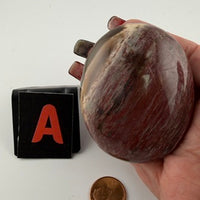 Petrified Wood Palm Stones-Earth Fairy Holistics