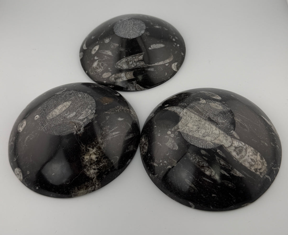 Orthoceras Fossil Bowls-Earth Fairy Holistics