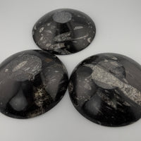 Orthoceras Fossil Bowls-Earth Fairy Holistics