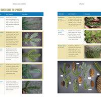 The Trees Around You-Earth Fairy Holistics