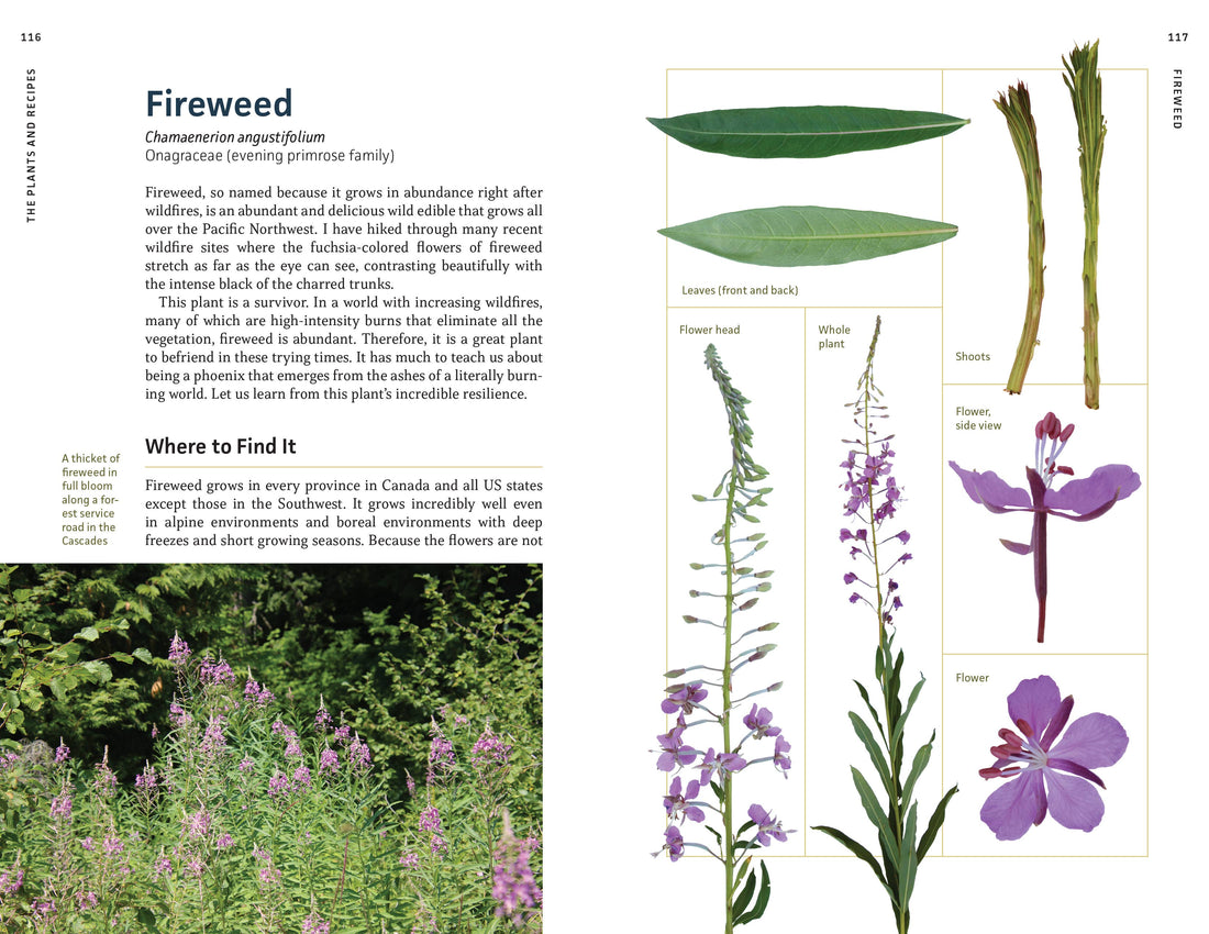 Edible Plants of the Pacific Northwest-Earth Fairy Holistics