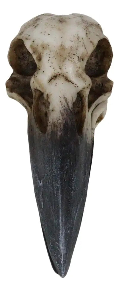 Raven Skull Box-Earth Fairy Holistics