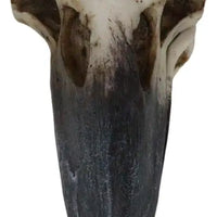 Raven Skull Box-Earth Fairy Holistics