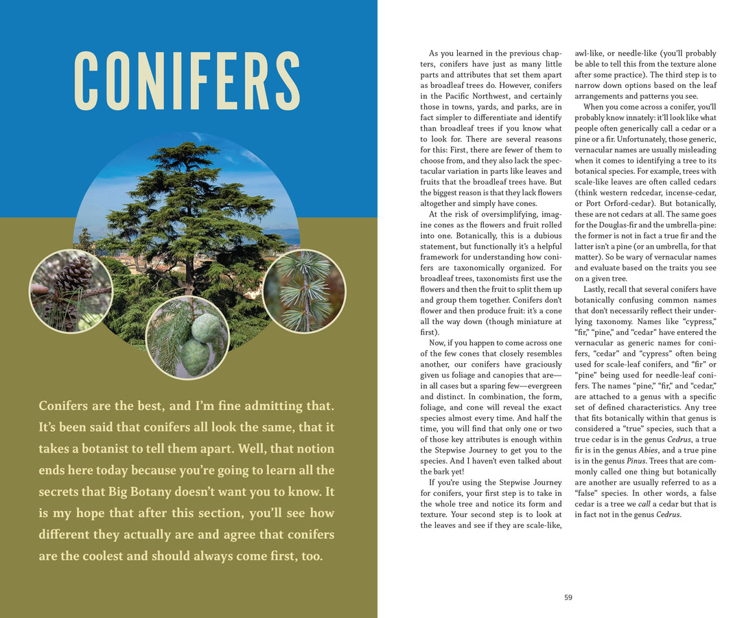 The Trees Around You-Earth Fairy Holistics