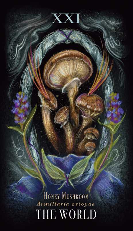 Midnight Magic by Sara Richard-Earth Fairy Holistics