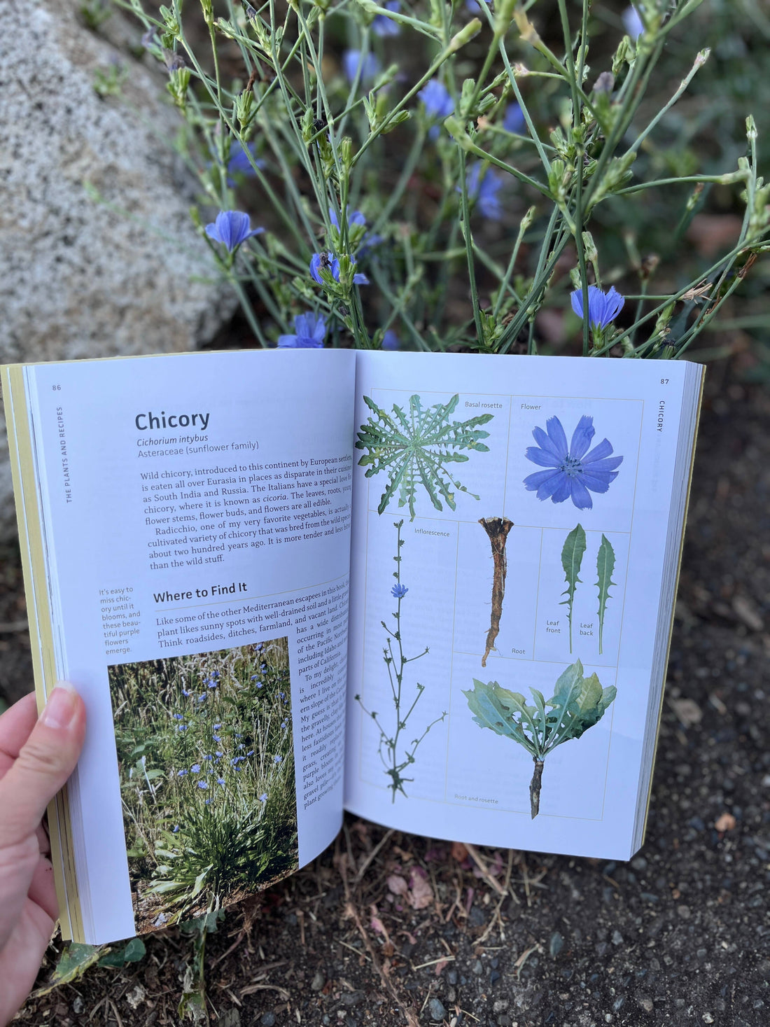 Edible Plants of the Pacific Northwest-Earth Fairy Holistics