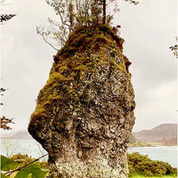 Druid Wisdom by Andres Engracia-Earth Fairy Holistics