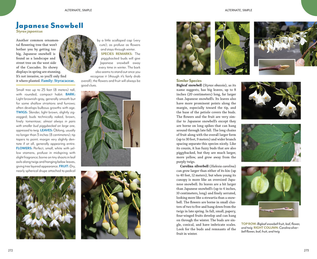 The Trees Around You-Earth Fairy Holistics