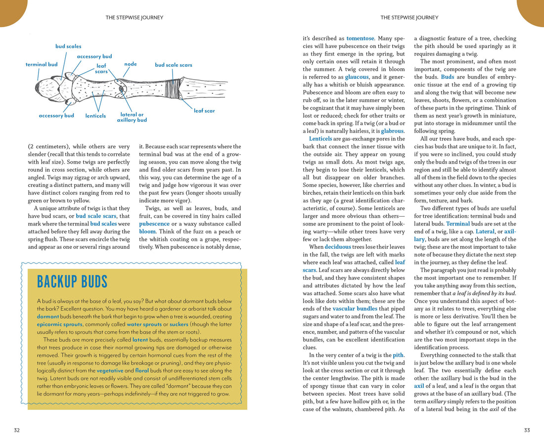 The Trees Around You-Earth Fairy Holistics
