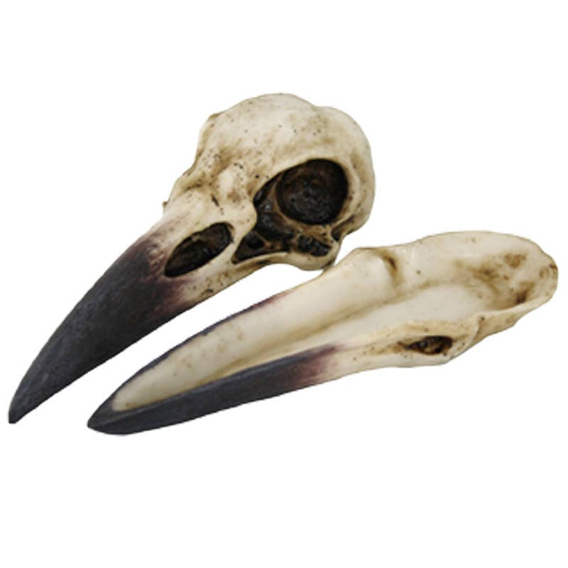 Raven Skull Box-Earth Fairy Holistics