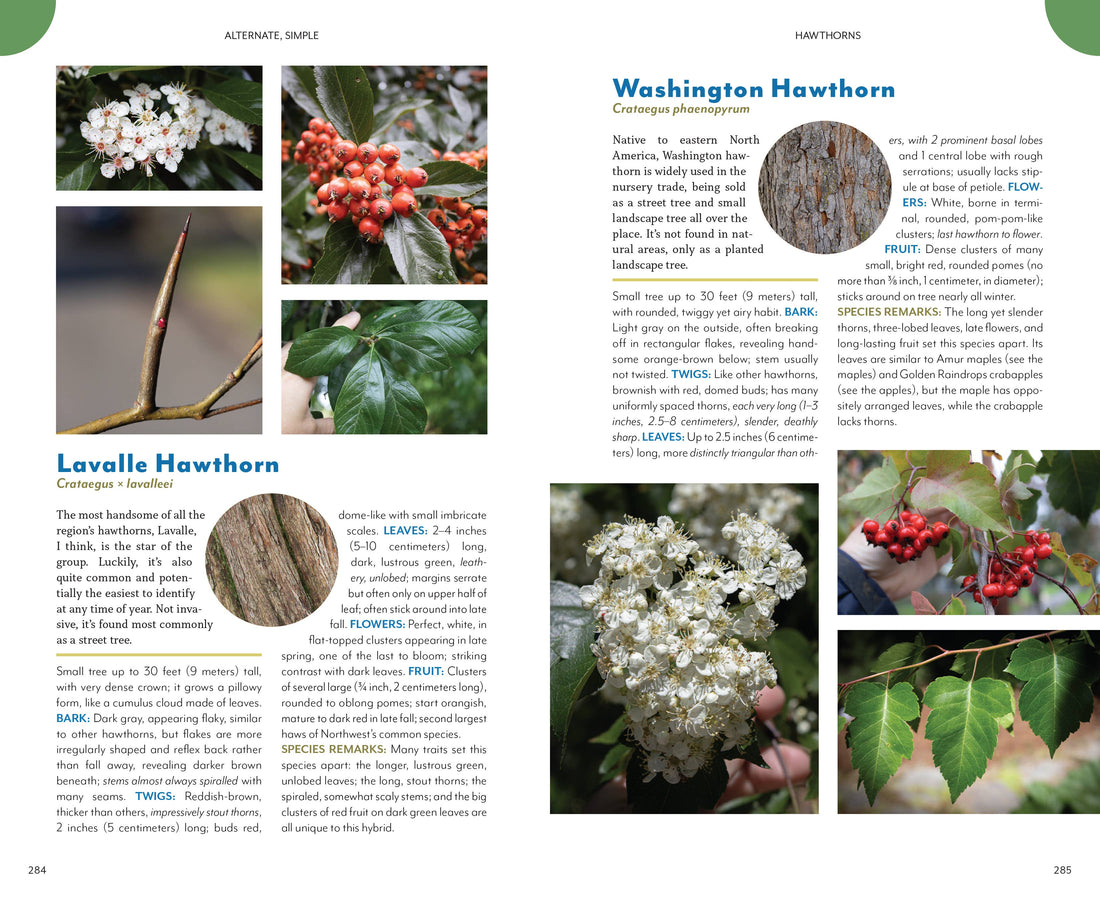 The Trees Around You-Earth Fairy Holistics