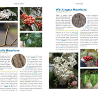 The Trees Around You-Earth Fairy Holistics