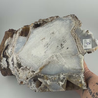 Fossil Coral Specimens (Large)