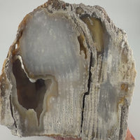 Fossil Coral Specimens (Large)