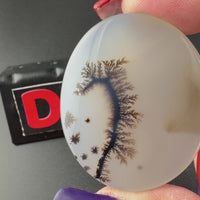 Scenic Dendritic Agate Flat Stones