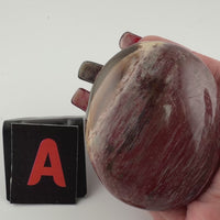 Petrified Wood Palm Stones