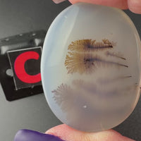 Scenic Dendritic Agate Flat Stones
