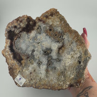 Fossil Coral Specimens (Large)